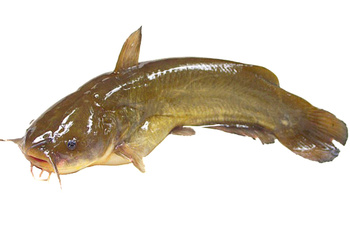 Yellow Cat Fish 250-300g 10*1kg
