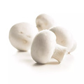 Mushroom White 250g / Ash Netherlands