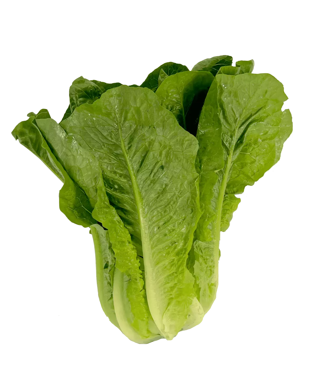Romansallad ca300g/1st Nederländerna