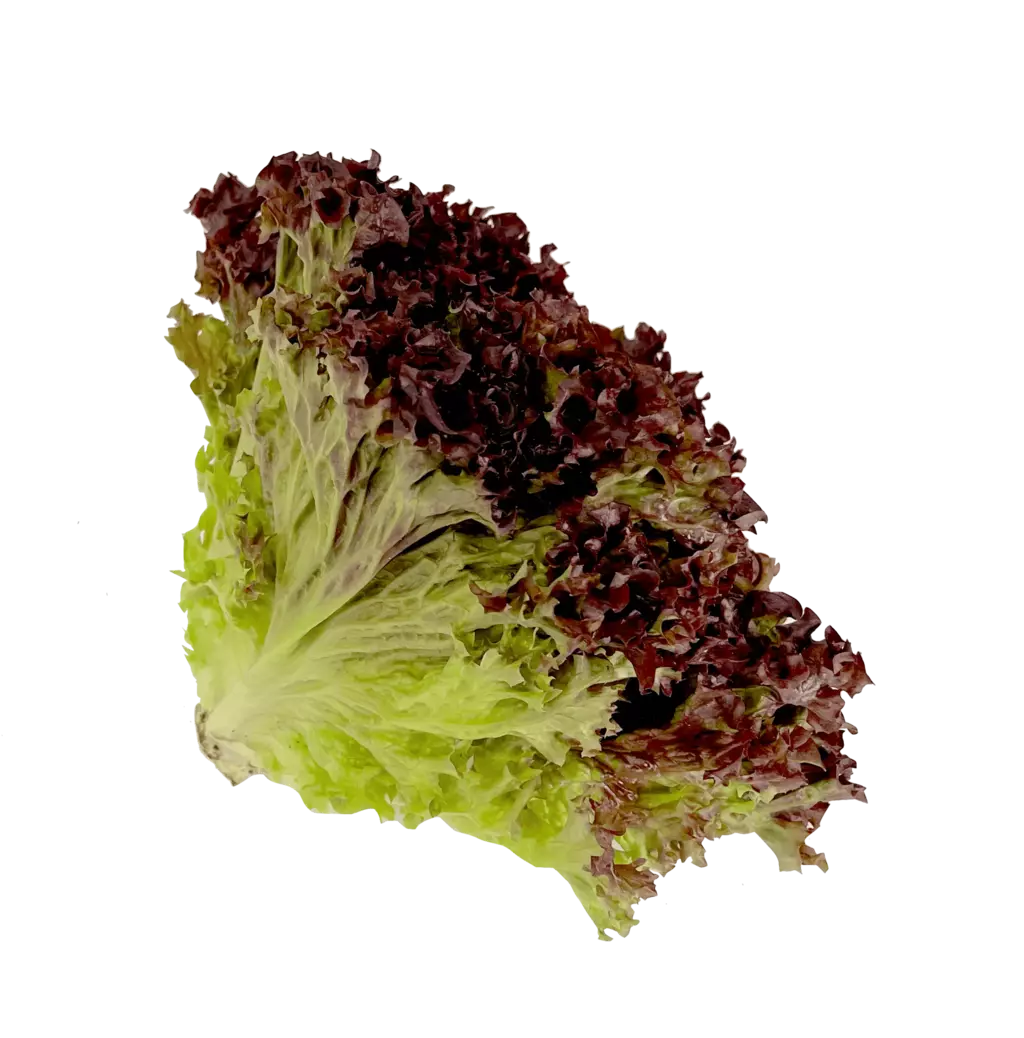 Lettuce Lollo Rosso 1x12st Spanien