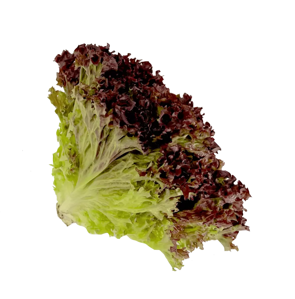 Lettuce Lollo Rosso 1x12st