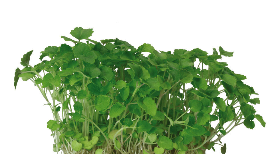Atsina Cress St Nederländerna