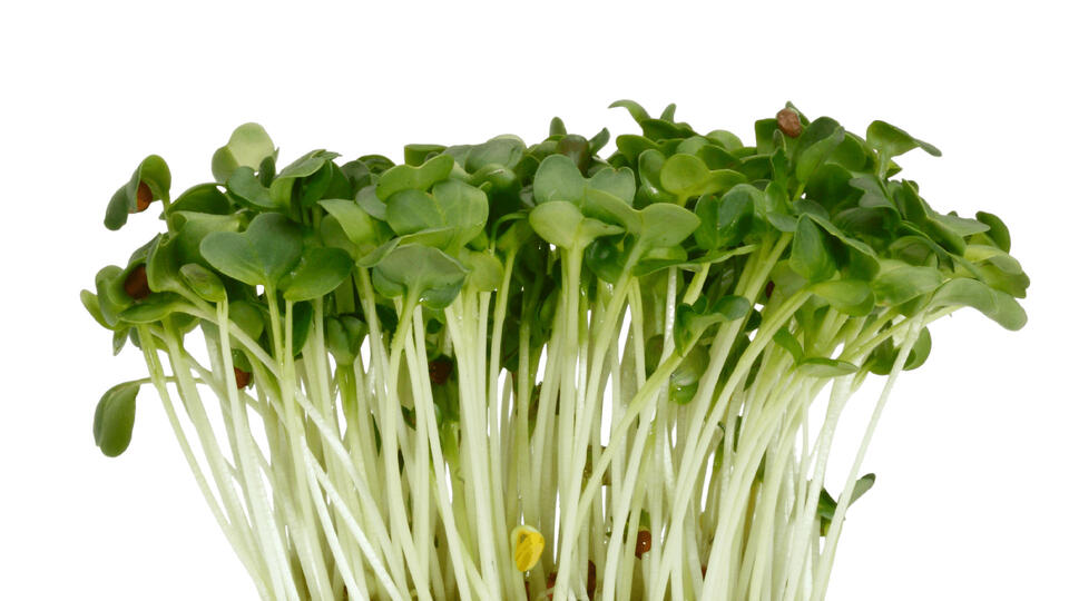 Daikon Cress St Nederländerna