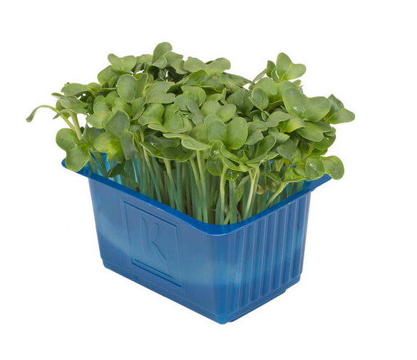 Daikon Cress St Nederländerna