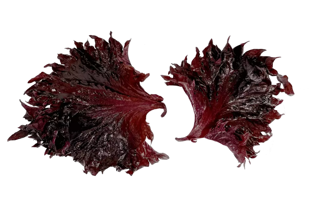 Shiso Blad Lila(Purple) ca55g/ask Nederländerna