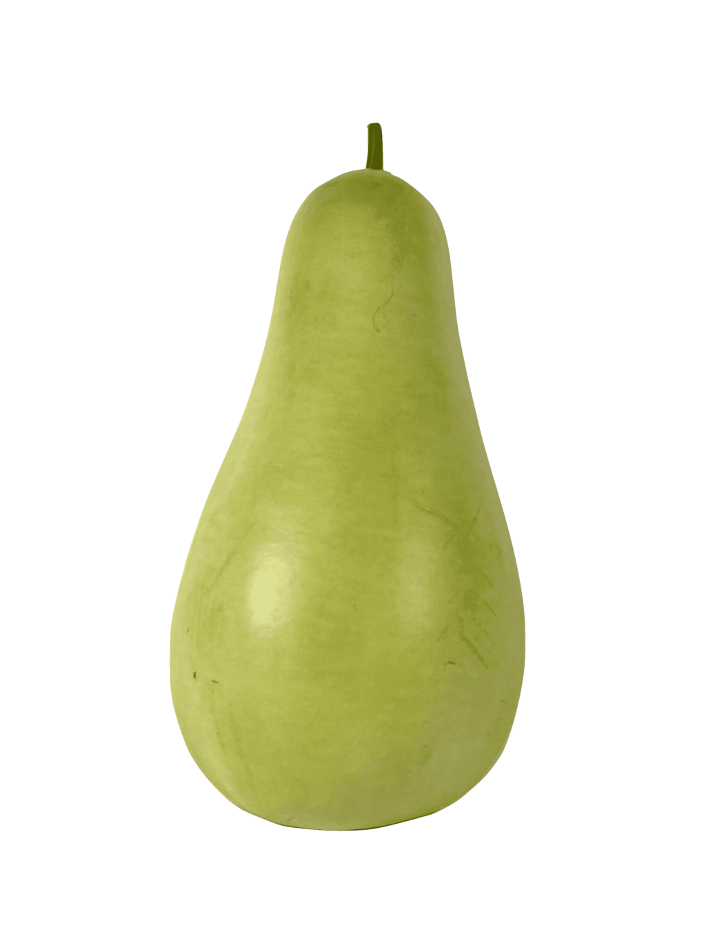 Gourd  Pu Gua (Laukie/Poo Gua) ca1100-1500g/st-Spain-Price per piece