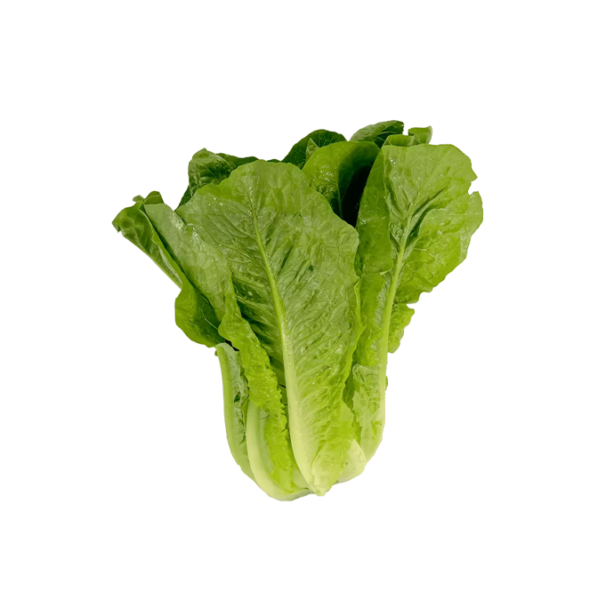 Romaine Lettuce approx. 1x450-550g/pc Spain