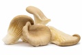 Grey Oyster Mushroom 1.5KG/Box Netherlands