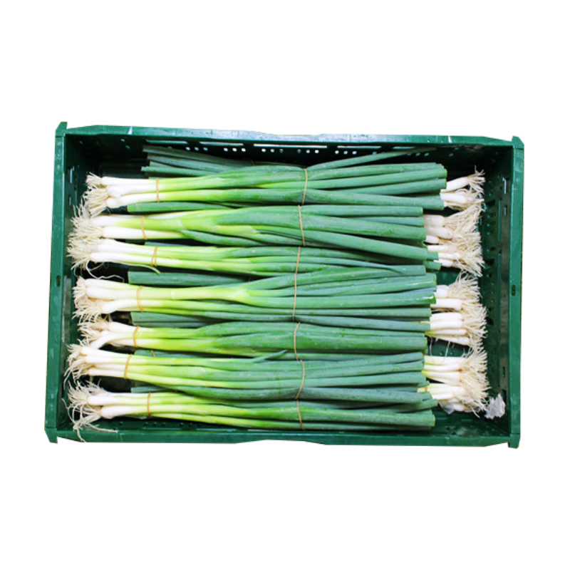 Spring Onion fresh 14x150g/crt Germany