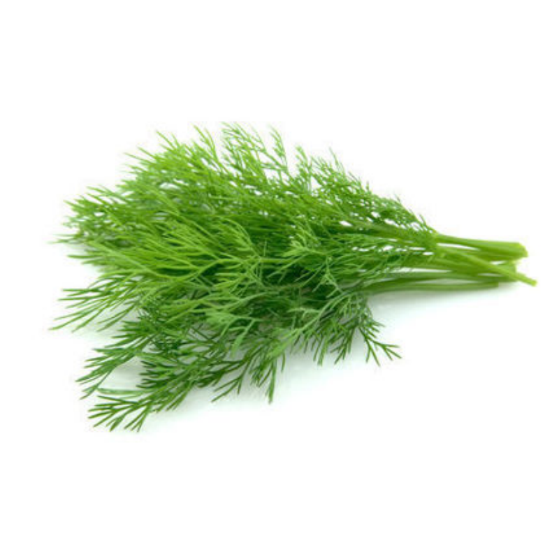 Dill 1kg Spain