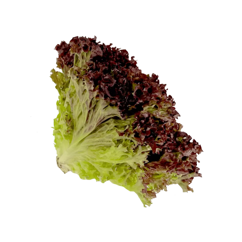 Lettuce Lollo Rosso Sallad, Pris per Styck Nederländerna