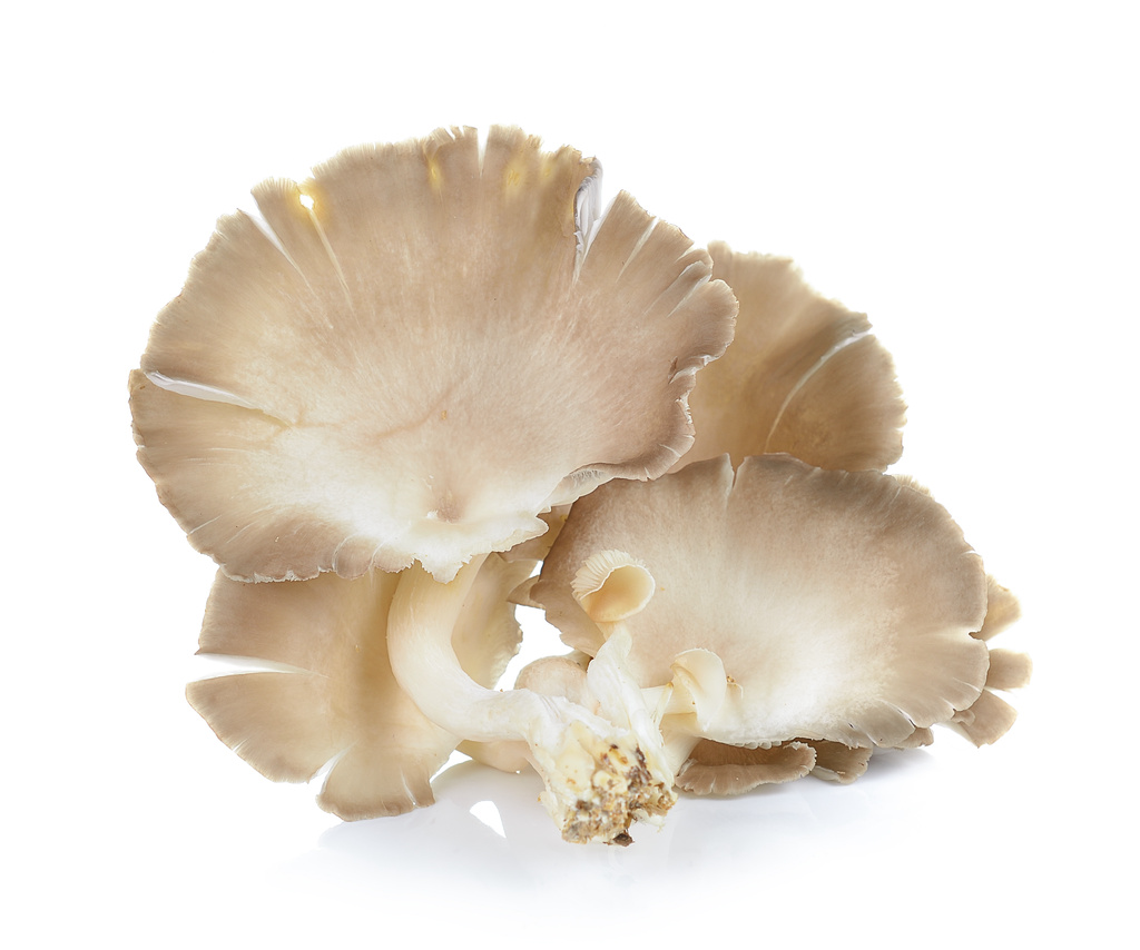 Grey Oyster Mushrooms 1.5 kg/box Hungary