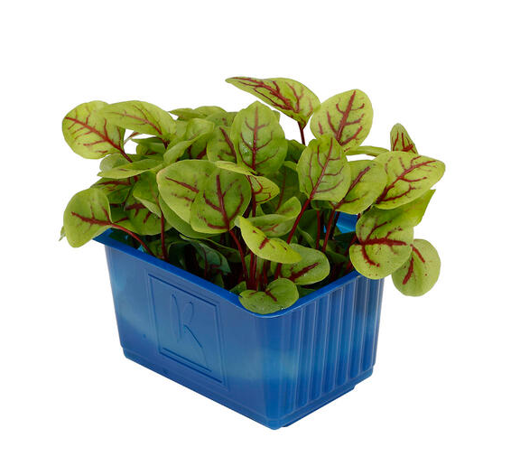 Basil Cress St Nederländerna