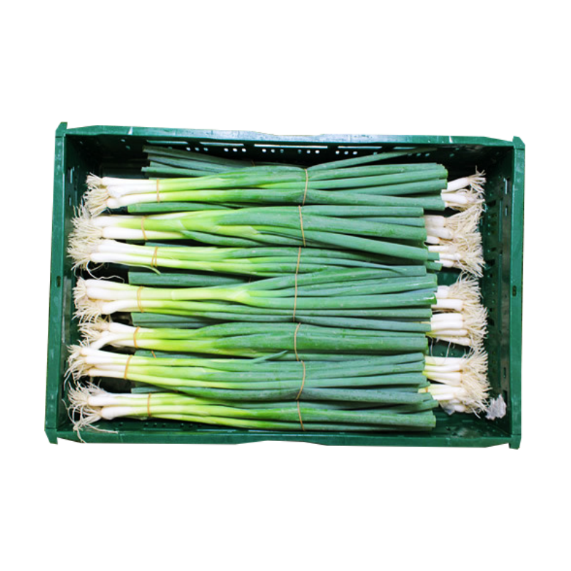 Salladslök Färsk 14x150g/Krt Italien