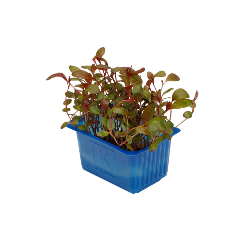 Adji Cress 1ST Netherländerna