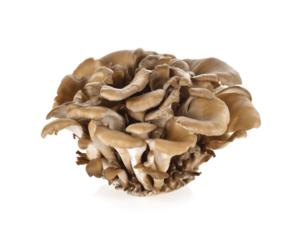 Maitake Svamp 150g Kina