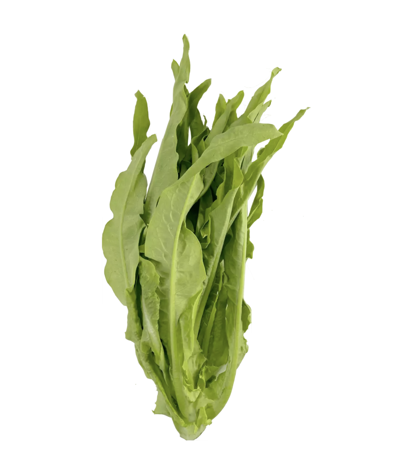 Mak Choi ca1kg - Spanien