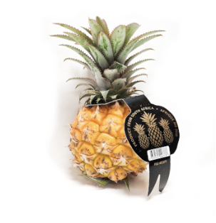 Babyananas 4 kg Mauritius