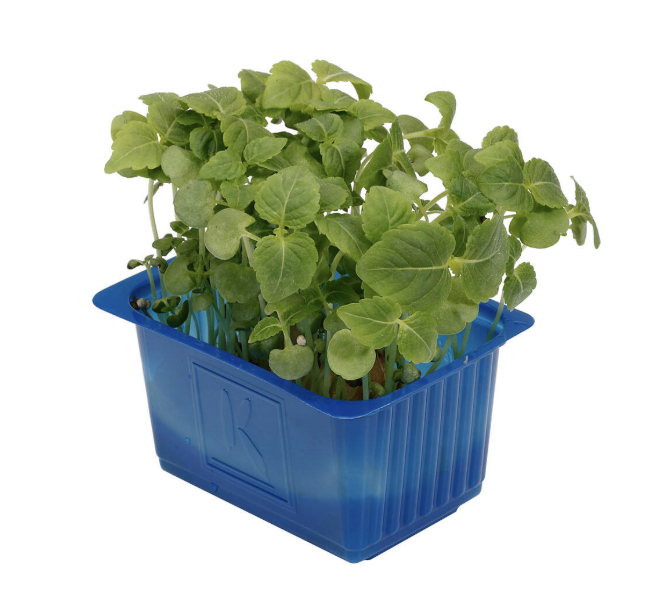 Shiso Grön 1st Nederländerna