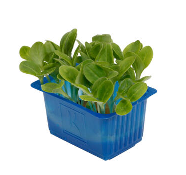 Borage Cress St Nederländerna