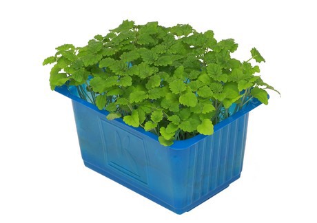 Melissa Cress St Nederländerna