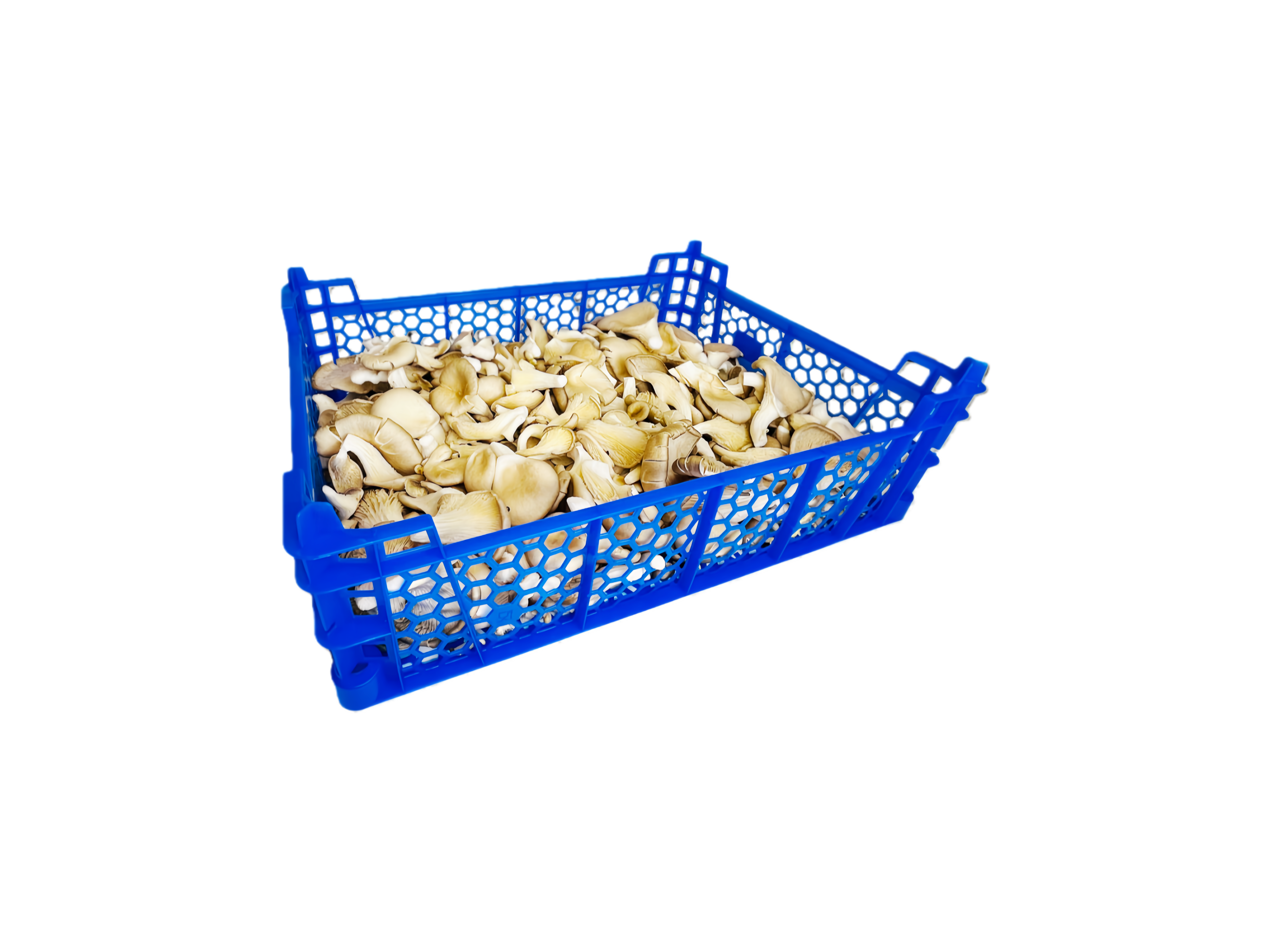 Ostronskivling Grå 1,5KG/Låda Ungern