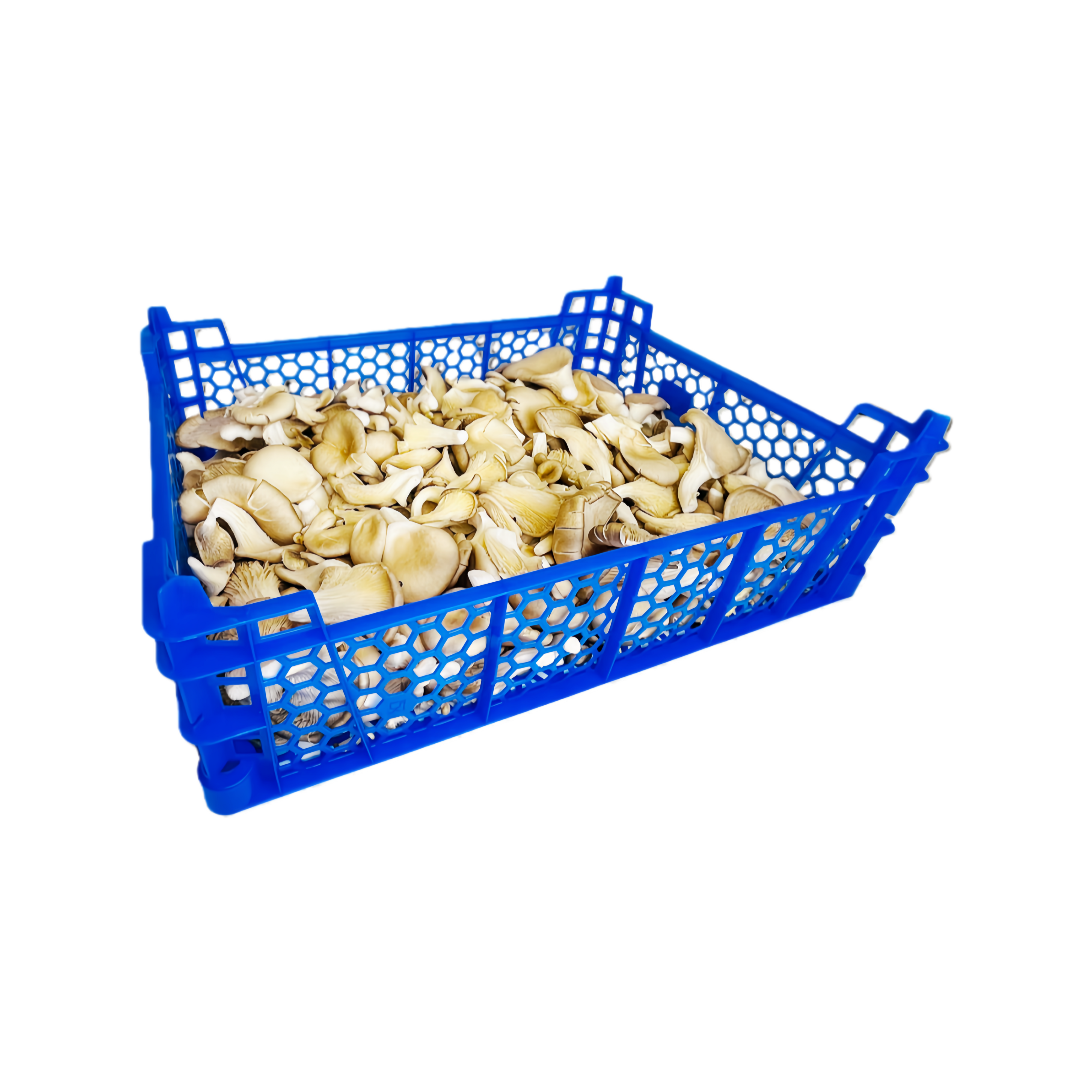 Ostronskivling Grå 1,5KG/Låda Ungern