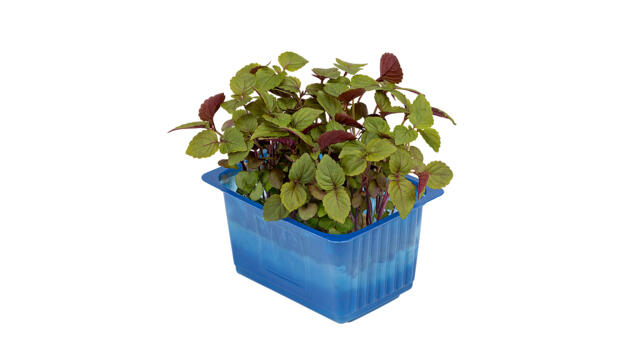 Shiso Bicolor 1st Nederländerna
