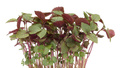 Shiso Bicolor 1st Nederländerna