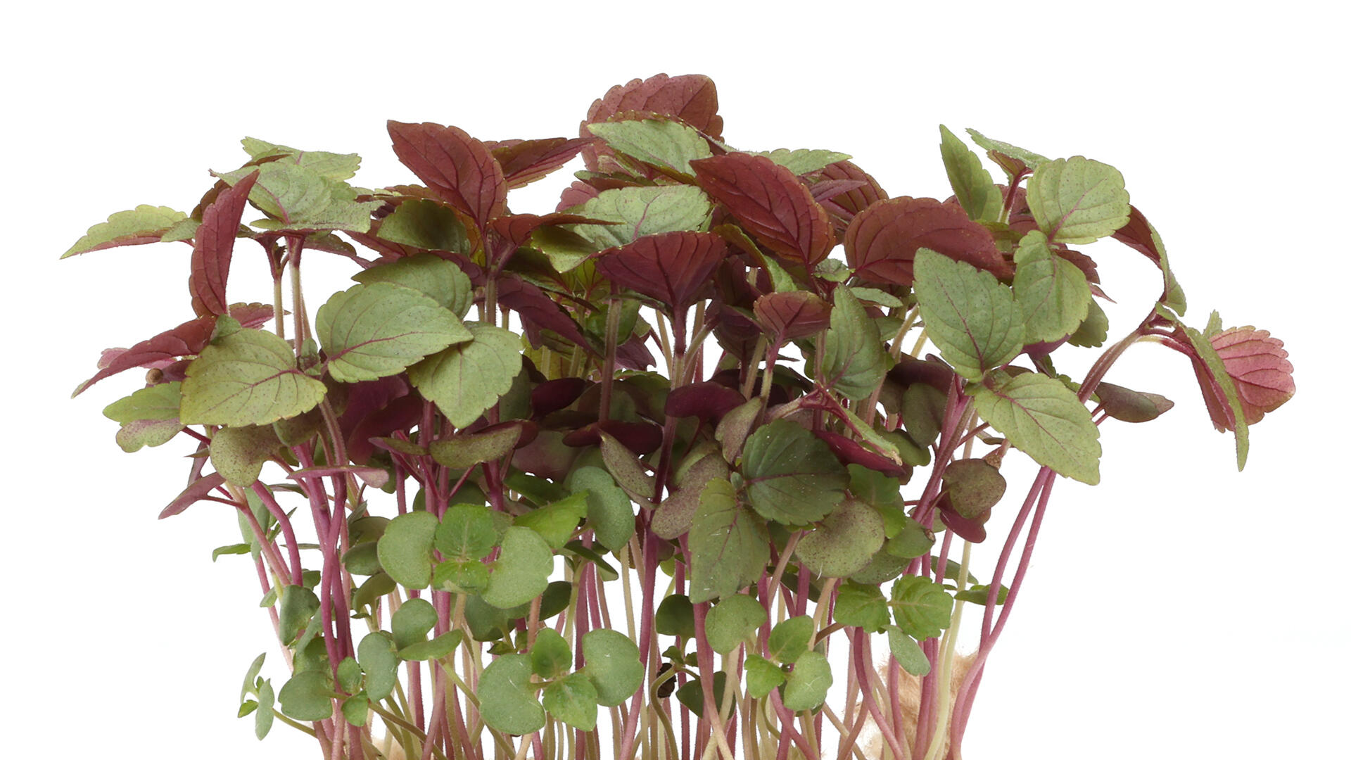 Shiso Bicolor 1st Nederländerna